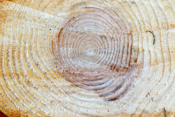 Tree log rings texture