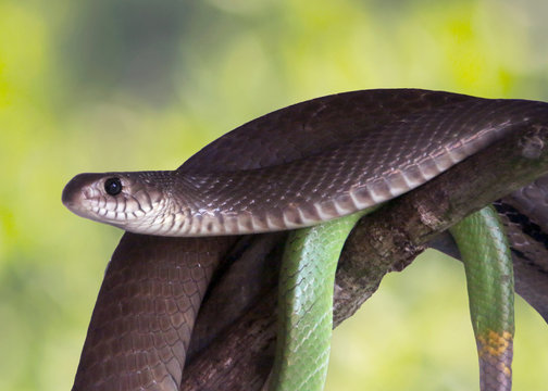 Rat snake also known Indian rat snake, oriental ratsnake, dhaman close - up view