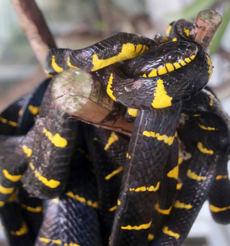 Banded krait snake close - up view