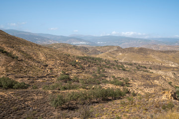 mountainous landscape with olive trees