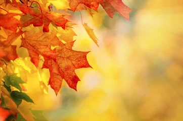 Fotobehang Kleurrijke herfst esdoorn bladeren op een boomtak. Het gouden de herfstgebladerte verlaat achtergrond met exemplaarruimte. © leekris