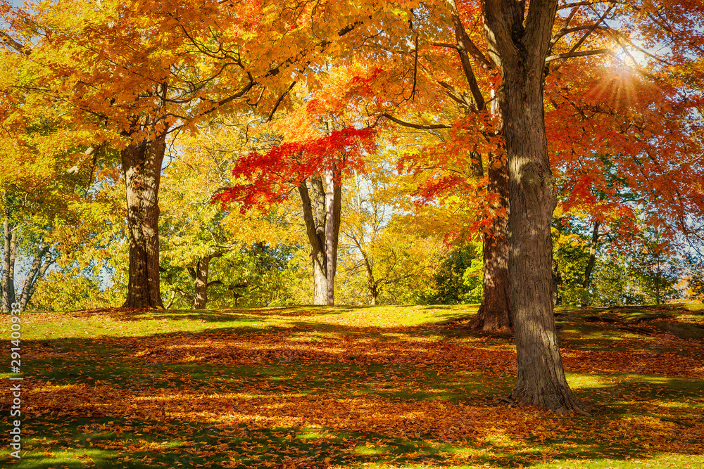 Wall mural colorful autumn foliage trees in new england. maple tree leaves forming a beautiful blanket at a par
