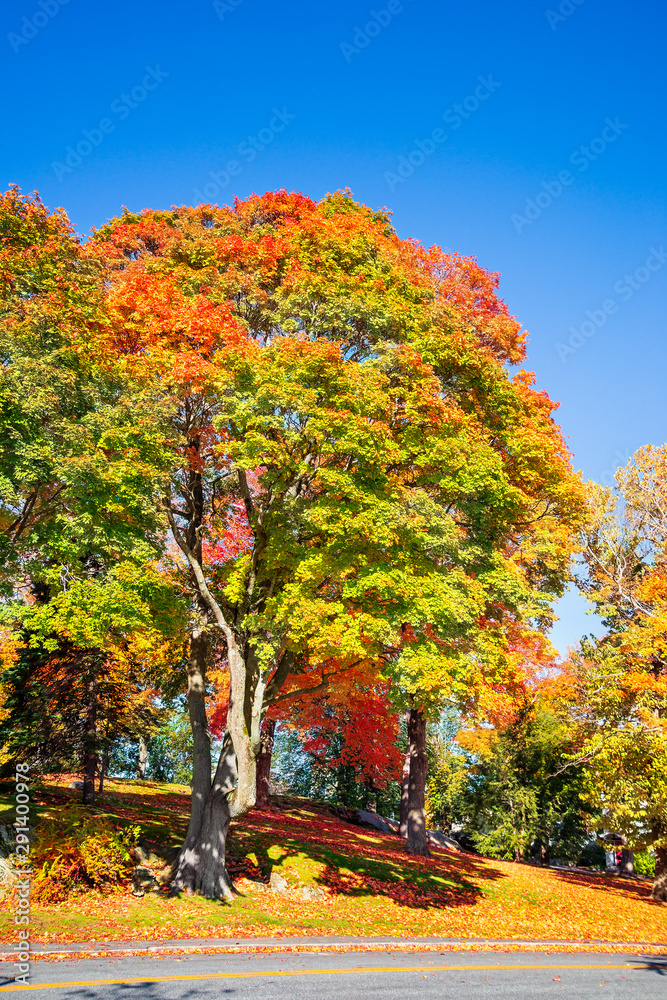 Canvas Prints large maple tree with colorful autumn foliage leaves at a park in new england. sunny autumn day with
