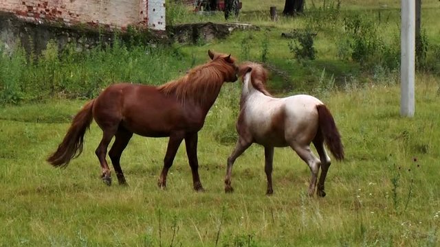 Two horses play in a meadow with each other in summer in cloudy weather_1