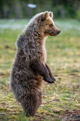 Bear cub on the swamp in the spring forest,. Bear Cub stands on its hind legs.  Bear family of...