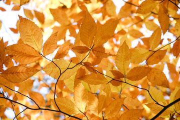 Autumn fall leaf on tree for background