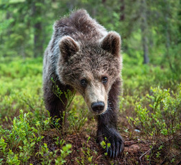 Obraz premium Cub of Brown Bear in the summer forest. Front view. Natural habitat. Scientific name: Ursus arctos.