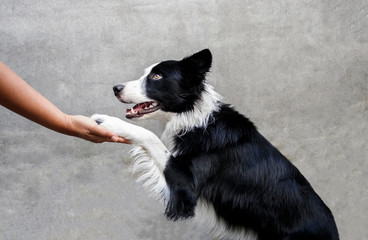train border collie dog with half white face to give left paw - obrazy, fototapety, plakaty