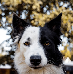 Close up of border collie dog face - half moon shape black and white