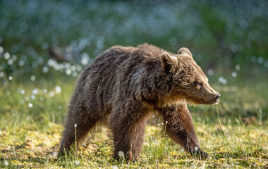 Obraz premium Brown bear cub on the swamp in sunset light. Scientific name: Ursus arctos. Natural Habitat. Summer season.