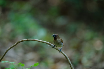 Scaly-breasted Munia (Lonchura punctulata)