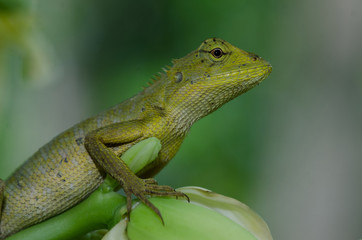 Oriental Garden Lizard sitting on tree bark