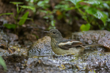 White-rumped Shama standing on a branch