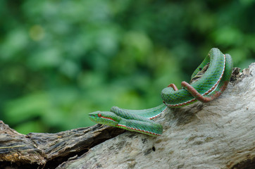 Pope's Green Pitviper snake