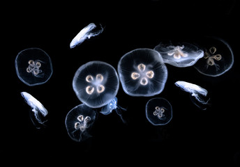 jellyfish isolated on black background