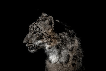 Obraz premium side portrait of leopard face with dark tone on black background