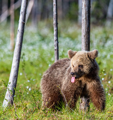 Fototapeta premium Young brown bear on the swamp in te summer forest, among white flowers. Natural habitat. Scientific name: Ursus Arctos Arctos. Summer green forest background.