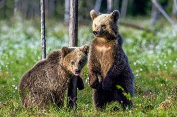 Bear Cub stands on its hind legs. Brown bear cubs in summer forest. Scientific name: Ursus Arctos. Green natural background. Natural habitat, summer season. © Uryadnikov Sergey