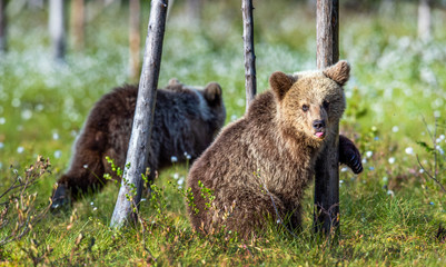 Brown bear cubs in summer forest. Scientific name: Ursus Arctos. Green natural background. Natural habitat, summer season.