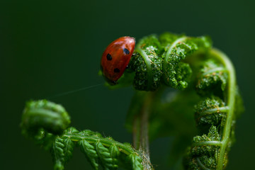 Ladybird on an unravelling frond