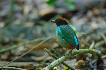 Hooded Pitta (Pitta sordida) standing on a branch