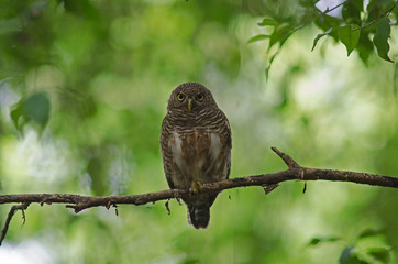 Asian Barred Owlet (Glaucidium cuculoides)