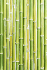Fototapeta na wymiar bamboo isolated on a white background