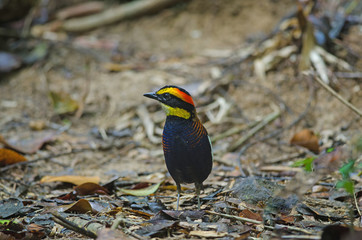 Beautiful of Malayan Banded Pitta ( Hydrornis irena)