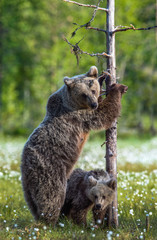 Bear cubs and mother she-bear on the swamp in the summer forest, among white flowers. She-bear stands on its hind legs.  Bear family of Brown Bears. Scientific name: Ursus arctos.