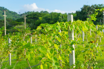 Fototapeta na wymiar Young shoots of grapes on the vineyard in the spring