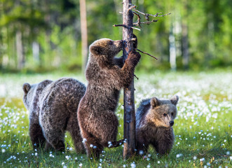 Bear cubs and mother she-bear on the swamp in the summer forest, among white flowers. Bear Cub stands on its hind legs.  Bear family of Brown Bears. Scientific name: Ursus arctos. © Uryadnikov Sergey