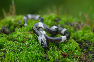 Malayan Banded Wolf Snake (Lycodon subcinctus)