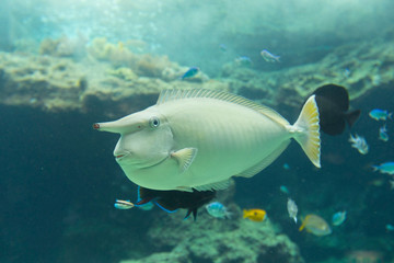 Fototapeta na wymiar White surgeonfish (Acanthurus lineatus) in aquarium tank. 