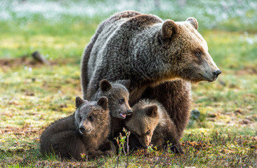 Bear cubs and mother she-bear on the swamp in the spring forest. Bear family of Brown Bears. Scientific name: Ursus arctos.