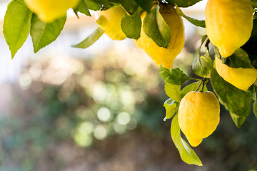 Lemon tree with healthy fruit with blue sky in the background