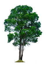 Fototapeta na wymiar Tree isolated on white background