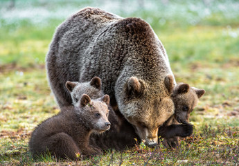 Obraz premium Bear cubs and mother she-bear on the swamp in the spring forest. Bear family of Brown Bears. Scientific name: Ursus arctos.