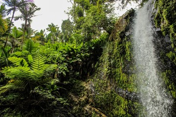 Fototapeta premium View of the rain forest in El Yunque National Park in Puerto Rico