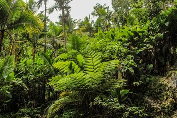 View of the rain forest in El Yunque National Park in Puerto Rico