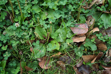 Green grass and dried leaves. Green nature background.