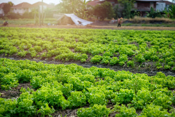 Fototapeta na wymiar Lettuce garden growing in organic farming for marketplace in countryside