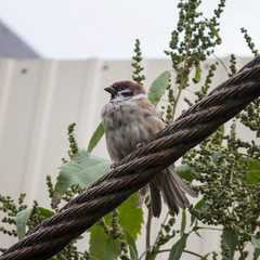 Sparrow. Sparrow on branch. Little bird. 