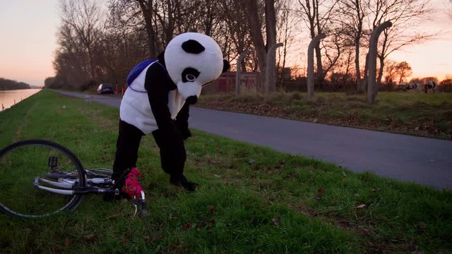 Panda stands up after falling from bike in 4k