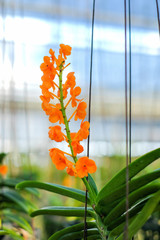 yellow vanda orching growing in smart  garden for marketplace  in countryside