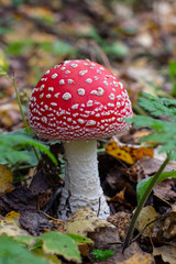 Beautiful red mushroom in autumn. Mushrooms in the forest.