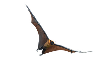 Flying bat isolated on white background ,halloween background