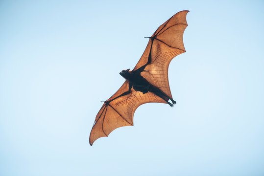 Bat flying in the daytime
