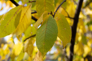 Yellow leaves on the tree in autumn