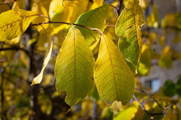 Yellow leaves on the tree in autumn