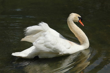 Obraz premium White Swan